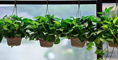 植物租赁厂家分享的花卉绿植的养护方法