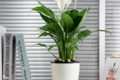 办公室花卉植物种类以及养护方法有哪些？